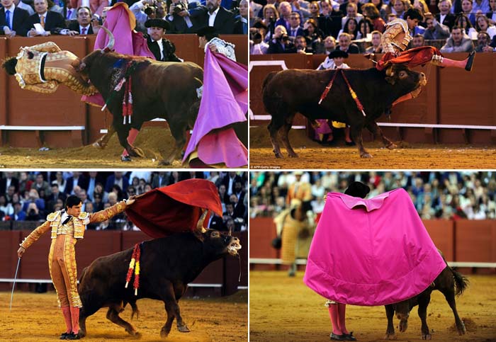 Matador Hanya Luka Ringan Meski Bokongnya Ditanduk Banteng 